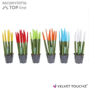 Sansevieria Cylindrica Sansevieria VELVET TOUCHZ® mix P12
(8 Plants/Order)(12cmP 40cmH)