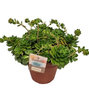 Echeveria affinis Echeveria Affinis X L
(4 Plants/Order)(14cmP 25cmH)