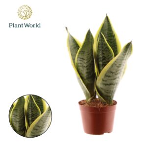 Sansevieria Futura Superba Sansevieria Futura Superba 3 PP
(18 Plants/Order)(9cmP 30cmH)