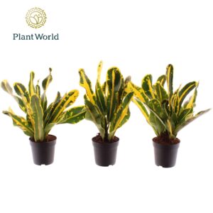 Codiaeum Mammi Croton Mammi Yellow kopstek 7 cm
(16 Plants/Order)(7cmP 25cmH)