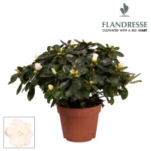 Rhododendron Azalea Flandresse® 'wit' 30 - 32 cm
(6 Plants/Order)(14cmP 30cmH)