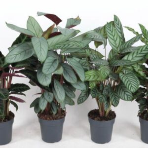 Calathea mix Calathea 19cm
(1 Plants/Order)(19cmP 70cmH)