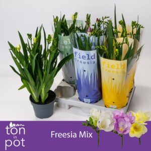 Freesia Freesia mix
(6 Plants/Order)(13cmP 45cmH)