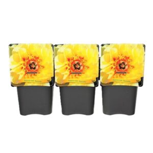 Paeonia (Itoh Grp) Bartzella Paeonia Itoh 'Bartzella' C5
(1 Plants/Order)(21cmP 35cmH)