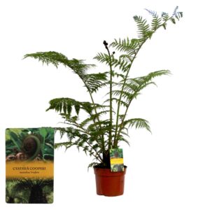 Cyathea cooperi (Australian Tree Fern) GEEN hoes
(1 Plants/Order)(24cmP 90cmH)