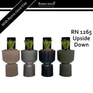 Hyacinthus Arrangement 1265 - Upside Down (Hyacint)
(6 Plants/Order)(11cmP 23cmH)