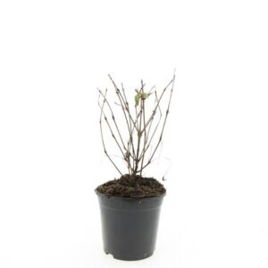 Fuchsia Madame Cornelissen Fuchsia 'Madame Cornelissen'
(8 Plants/Order)(14cmP 15cmH)