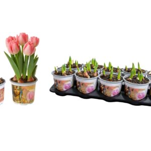Tulipa (Double Early Grp) Foxtrot Tulp Cleopatra 12 cm
(10 Plants/Order)(12cmP 15cmH)