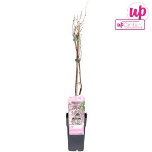 Wisteria floribunda Wisteria floribunda Rosea P15
(10 Plants/Order)(15cmP 70cmH)