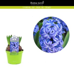 Hyacinthus Aqua Hyacint Aqua 12cm
(10 Plants/Order)(12cmP 12cmH)