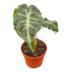 Alocasia Alocasia Venom
(10 Plants/Order)(7cmP 15cmH)