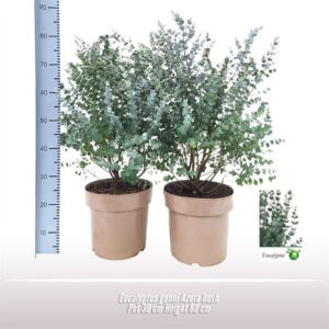 Eucalyptus gunnii 'Azura' Eucalyptus gunnii Azura struik
(1 Plants/Order)(30cmP 80cmH)