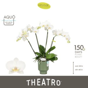 Phalaenopsis white more Ripsen Theatro Jazz 4 spike in Emilia Green Aquo
(8 Plants/Order)(12cmP 60cmH)
