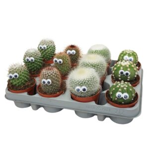 Cactus Cactus mix 8,5 cm met oog
(12 Plants/Order)(8.5cmP 10cmH)