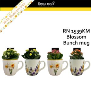 Kalanchoe 1539KM - Blossom Bunch Mug (Kalanchoe mix)
(8 Plants/Order)(14cmP 17cmH)