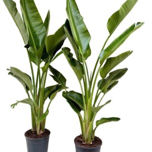 Strelitzia nicolai Strelitzia nicolai P30 3PP XL
(1 Plants/Order)(30cmP 180cmH)