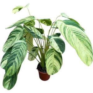 other plants Stromanthe Rolandicus
(1 Plants/Order)(21cmP 100cmH)