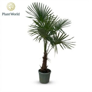 Trachycarpus fortunei Trachycarpus Fortuneii (Eagle Palm) P30 170-180 cm
(1 Plants/Order)(30cmP 170cmH)