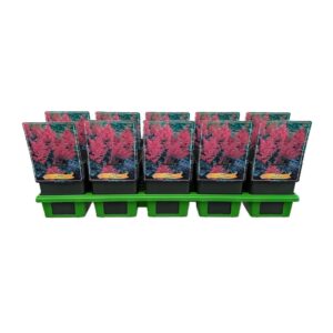 Astilbe Henry Noblett Astilbe 'Henry Noblett' P11
(10 Plants/Order)(11cmP 25cmH)
