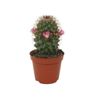 Mammillaria backebergiana subsp. er Mammillaria ernestii 8,5 cm flowering
(12 Plants/Order)(8.5cmP 12cmH)