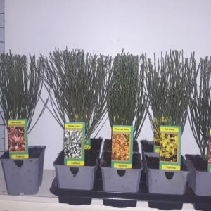 Cytisus cytisus mix tray
(8 Plants/Order)(13cmP 37cmH)