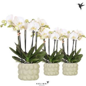 Phalaenopsis white more Ripsen Kolibri Orchids Phalaenopsis Jewel Ghent 4 spike in Citrus Pot green
(3 Plants/Order)(12cmP 40cmH)