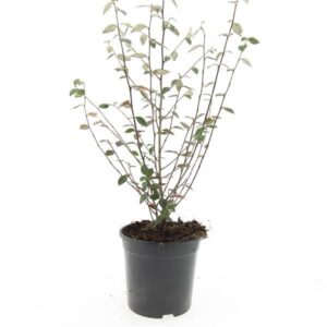 Cotoneaster franchetii Cotoneaster franchetii
(8 Plants/Order)(14cmP 10cmH)