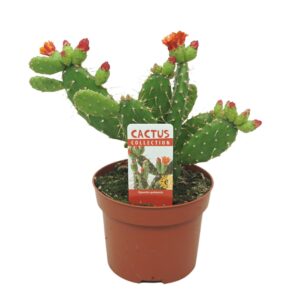 Opuntia Opuntia quitensis 12 cm flowering met etiket
(8 Plants/Order)(12cmP 25cmH)