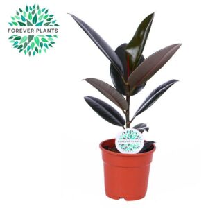 Ficus Elastica Abidjan Elastica Abidjan p17
(1 Plants/Order)(17cmP 50cmH)