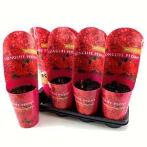 Paeonia Paeonia 14CM C2 red Longlife
(8 Plants/Order)(14cmP 25cmH)