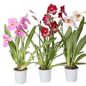 Miltonia Miltonia 2 spike mix 12 cm
(10 Plants/Order)(12cmP 55cmH)