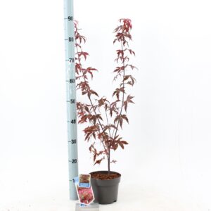Acer palmatum Atropurpureum Acer pal. 'Atropurpureum'
(1 Plants/Order)(17cmP 40cmH)