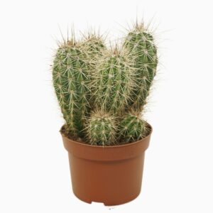 Pachycereus pringlei Pachycereus pringlei Group 13 cm
(6 Plants/Order)(13cmP 20cmH)