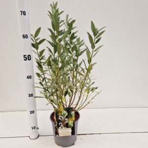 Salix helvetica Salix helvetica
(1 Plants/Order)(17cmP 55cmH)