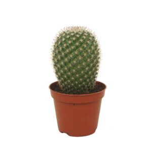 Mammillaria Mammillaria pilcayensis single 8,5 cm
(12 Plants/Order)(8.5cmP 12cmH)
