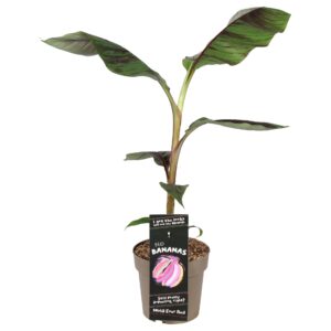 Musa sikkimensis Ever Red Musa sikkimensis 'Ever Red' P21
(1 Plants/Order)(21cmP 70cmH)