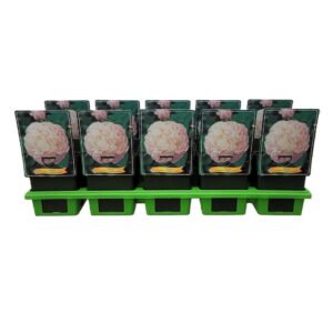 Paeonia Paeonia lactiflora 'Mother's Choice' P11
(10 Plants/Order)(11cmP 25cmH)