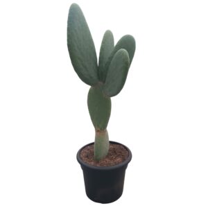Opuntia Opuntia titania 33 cm
(1 Plants/Order)(33cmP 120cmH)