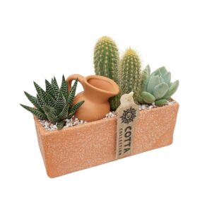 Arrangement Cactus Cactus+Succulent arr. in 18 cm 'Terracotta Rechthoek'
(6 Plants/Order)(18cmP 12cmH)