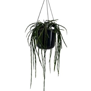 Rhipsalis paradoxa Rhipsalis paradoxa minor
(7 Plants/Order)(15cmP 45cmH)