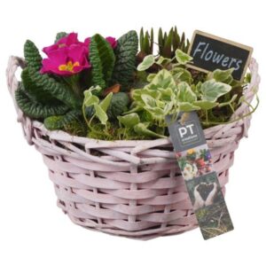 Arrangementen PTBM3856 Arrangement Flower Bulbs mix in rieten mand
(5 Plants/Order)(20cmP 21cmH)
