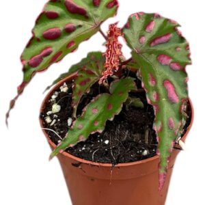 Begonia Begonia Pink Dottie
(14 Plants/Order)(8cmP 12cmH)