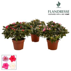 Rhododendron mix Azalea Flandresse® 'gemengd' 30 - 32 cm
(6 Plants/Order)(14cmP 30cmH)
