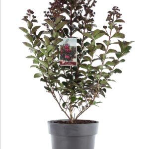 Lagerstroemia indica Lagerstroemia 'Rhapsody in blue' P21/C4.6
(1 Plants/Order)(21cmP 50cmH)
