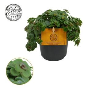 Sedum Kosmosje Sedum Tornado 10,5cm
(10 Plants/Order)(10.5cmP 15cmH)