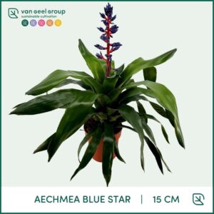 Aechmea Aechmea Blue Star
(7 Plants/Order)(15cmP 55cmH)