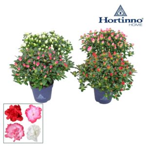 Rhododendron Hortinno mix Hortinno® Home 'gemengd' 25 - 27 cm
(8 Plants/Order)(13cmP 25cmH)