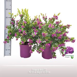 Polygala myrtifolia Polygala struik
(3 Plants/Order)(19cmP 45cmH)