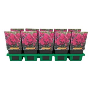 Phlox Paniculata Phlox paniculata Bambini® 'Cherry Crush' P11
(10 Plants/Order)(11cmP 25cmH)