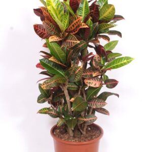 Codiaeum Petra Codiaeum Petra (Croton)
(1 Plants/Order)(27cmP 100cmH)
